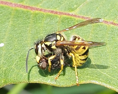 Vespula germanica