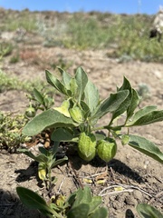 Physalis pumila hispida