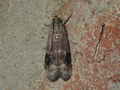 Euzophera semifuneralis