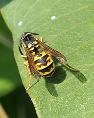 Vespula germanica