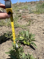 Physalis pumila hispida