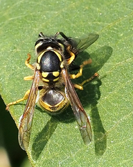Vespula germanica