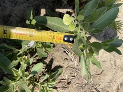 Physalis pumila hispida