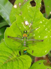 Paramastax rosenbergi