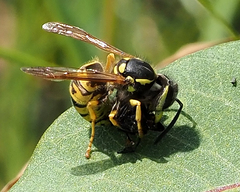 Vespula germanica