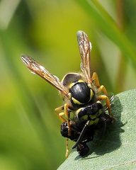 Vespula germanica