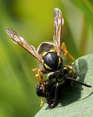 Vespula germanica