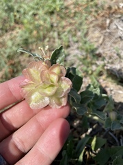 Tripterocalyx micranthus