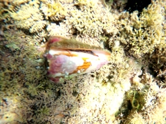 Conus princeps