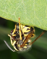 Vespula germanica