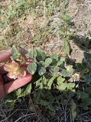 Tripterocalyx micranthus