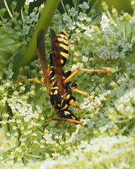 Polistes dominula