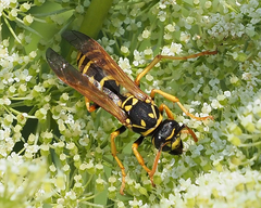 Polistes dominula