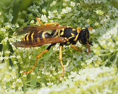 Polistes dominula