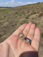 Tripterocalyx micranthus