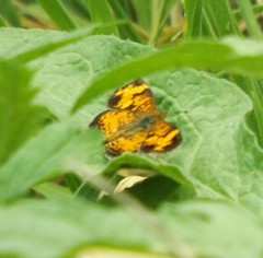 Phyciodes cocyta incognitus