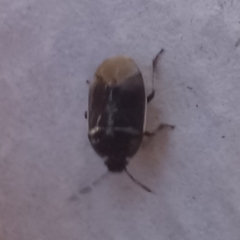 Canthophorus maculipes