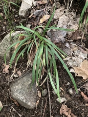Carex backii