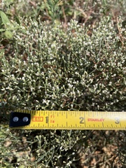 Eriogonum effusum