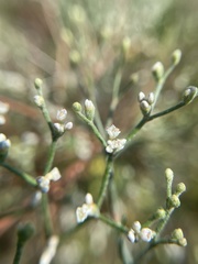 Eriogonum effusum