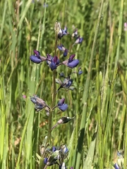 Lupinus pachylobus