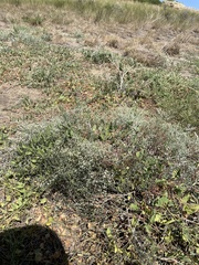 Eriogonum effusum