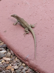 Aspidoscelis stictogrammus