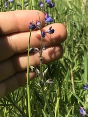 Lupinus pachylobus