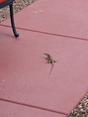 Aspidoscelis stictogrammus