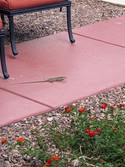 Aspidoscelis stictogrammus