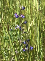 Lupinus pachylobus