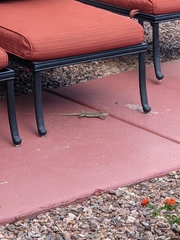 Aspidoscelis stictogrammus