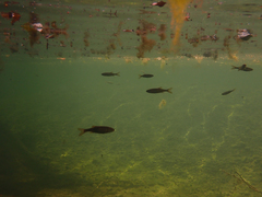 Ptychocheilus grandis