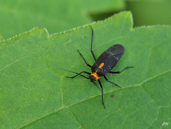 Prepops rubellicollis