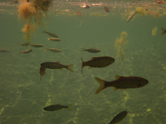 Ptychocheilus grandis