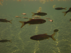 Ptychocheilus grandis