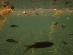 Ptychocheilus grandis