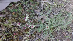 Lomatium hooveri