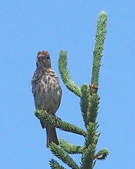 Haemorhous mexicanus