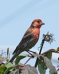 Haemorhous mexicanus