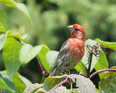 Haemorhous mexicanus