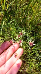 Lomatium hooveri