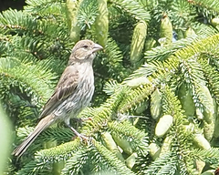 Haemorhous mexicanus