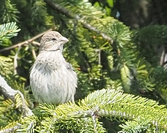Haemorhous mexicanus