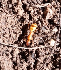 Camponotus festinatus