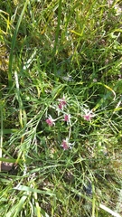 Lomatium hooveri