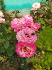 Rosa