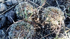 Coryphantha retusa