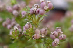 Asperula gunnii