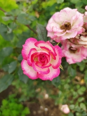Rosa